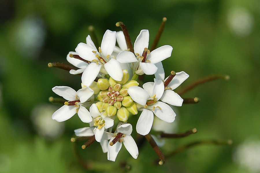 Alliaria petiolata